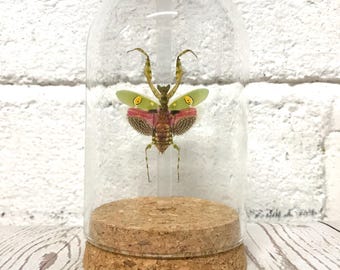 Jeweled Blumengottesanbeterin (Creobroter gemmatus) weiblich im Glasglocke Cloche Dome Display Glas Insekt