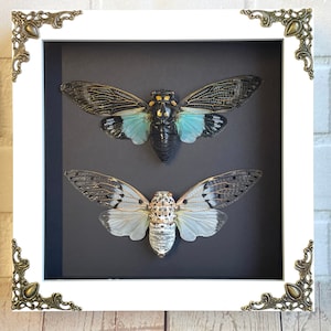 Cicadenpaar White Ghost + Turquoise Wing in White Barokstijl Diepe Schaduw Box Frame Display