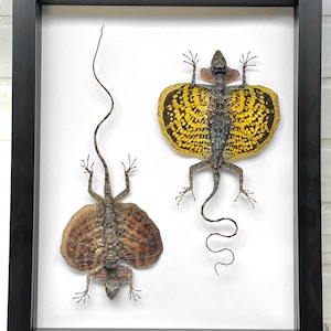 Coppia di lucertole drago volante barbuto (Draco haematopogon) con cornice in legno con ombra profonda, espositore per insetti