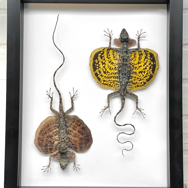 Bearded Flying Dragon Lizard Pair (Draco haematopogon) Deep Shadow Box Frame Display Insect Bug