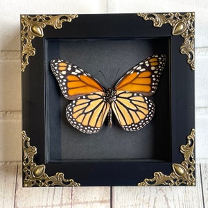 The Monarch (Danaus plexippus) Butterfly in Baroque Style Shadow Box Frame Display