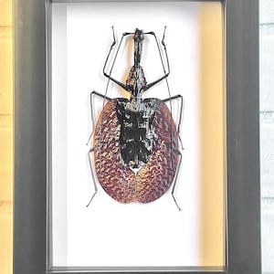 Le scarabée du violon (Mormolyce phyllodes) Insecte insecte présent dans le cadre de la boîte ombre profonde