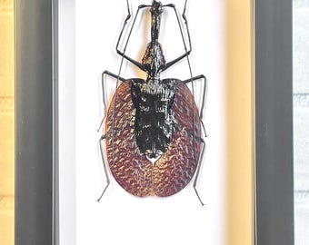 The Violin Beetle (Mormolyce phyllodes) Deep Shadow Box Frame Display Insect Bug