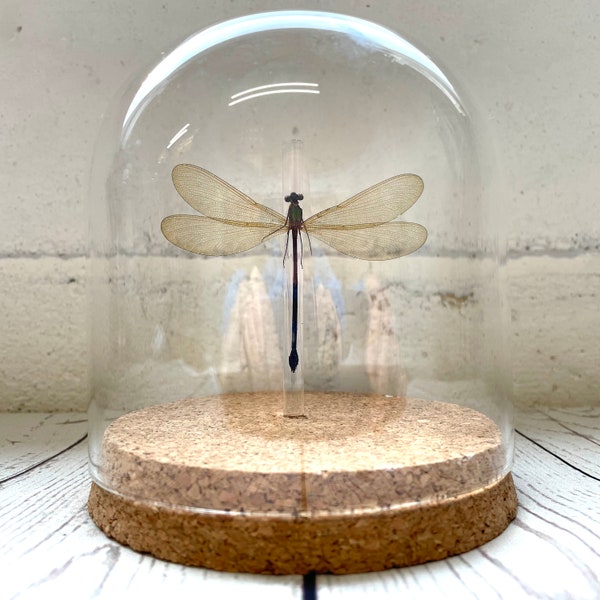 Broad Winged Damselfly (Vestalis luctuosa) Dragonfly Glass Bell Cloche Dome Display Jar Insect