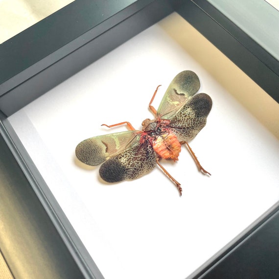 Lantern Fly scamandra Castanea Cicada Deep Shadow Box Frame Display Insect  Bug -  Australia