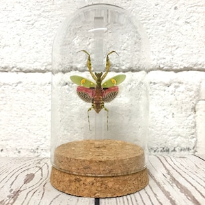 Jewelled Flower Mantis (Creobroter gemmatus) Female in Glass Bell Cloche Dome Display Jar Insect