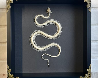 Serpent d'eau de Reuss (Enhydris alternans) Squelette dans un cadre de boîte à ombre profonde de style baroque