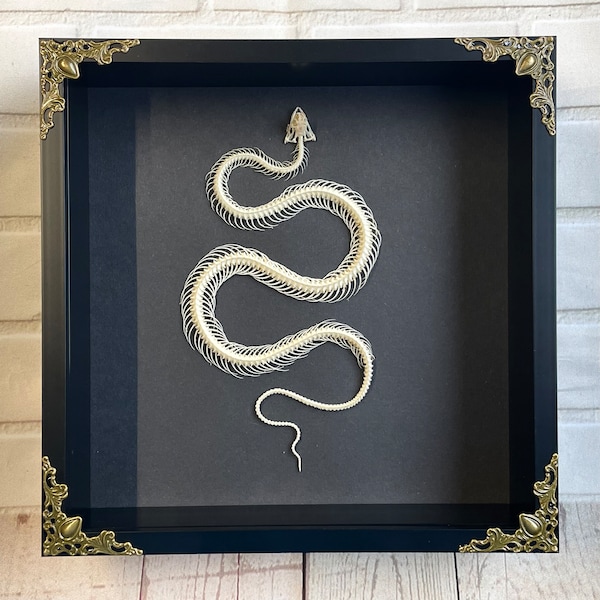 Esqueleto de serpiente de agua de Reuss (Enhydris alternans) en caja de exhibición con marco de sombra profunda de estilo barroco