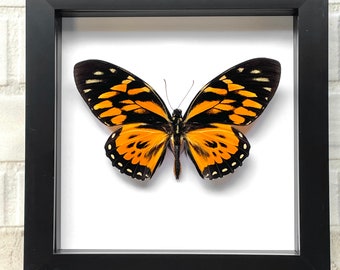 3 Large Cicadas Display Deep Shadow Box Frame Case Beetle Insect Bug Taxidermy E - Foto 6