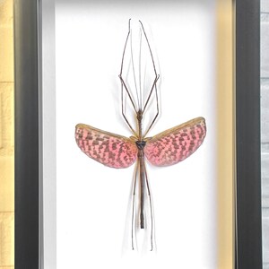 Pink Stick Insect (Diesbachia tamyris) Male Deep Shadow Box Frame Display Insect Bug