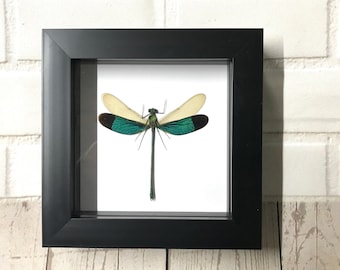 Green Damselfly (Neurobasis chinensis) Deep Shadow Box Frame Display Insect Dragonfly