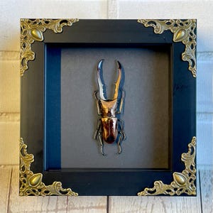 Golden Stag Beetle (Cyclommatus metallifer) Baroque Style Deep Shadow Box Frame Display Insect Bug