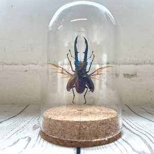 Golden Metallic Stag Beetle (Cyclommatus metallifer) Glass Bell Cloche Dome Display Jar Insect Dragonfly