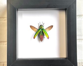 Fulminan's Jewel Beetle (Chrysochroa fulminans) Deep Shadow Box Frame Display Insect Bug
