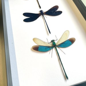 3 Large Cicadas Display Deep Shadow Box Frame Case Beetle Insect Bug Taxidermy E - Foto 11