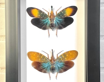 Crocodile Saw Tooth Snout Lanthernfly Cathedra Serrata Mounted
