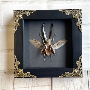 Golden Stag Beetle (Cyclommatus metallifer) in Baroque Style Deep Shadow Box Frame Display Insect Bug