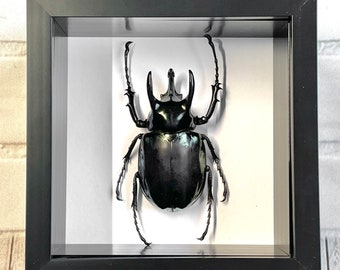 Atlaskäfer (Chalcosoma Atlas) Deep Shadow Box Frame Display Insekt Bug