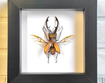 Long Jaw Stag Beetle (Cyclommatus tarandus) Deep Shadow Box Frame Display Insect Bug