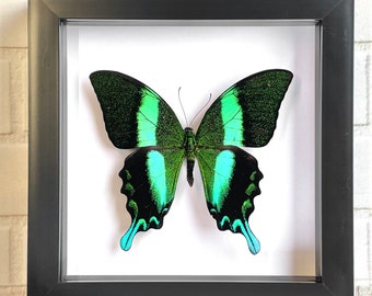 Green Peacock Swallowtail Butterfly (Papilio blumei) Deep Shadow Box Frame Display Insect Bug