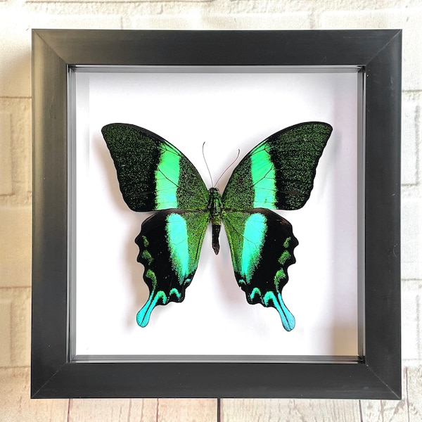 Green Peacock Swallowtail Butterfly (Papilio blumei) Deep Shadow Box Frame Display Insect Bug