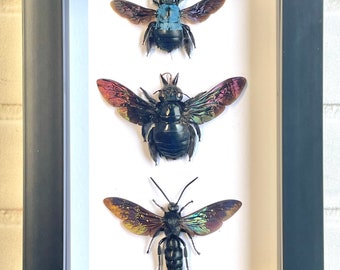 Hymenoptera Collection Giant Scoliid Wasp Blue Carpenter Bee Deep Shadow Box Frame Display Insect Bug