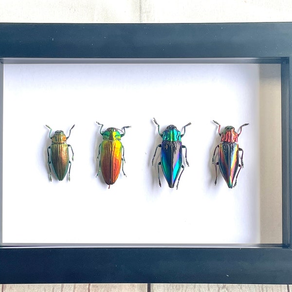 4 x Jewel Beetle Collection Buprestidae Deep Shadow Box Frame Display Insect Bug