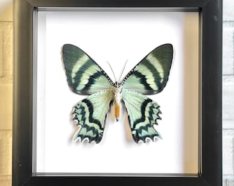 Indonesian Day Flying Moth (Alcides orontes) Deep Shadow Box Frame Display Insect Bug