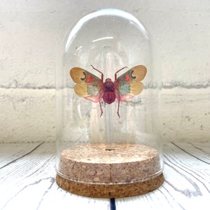 Lanternfly (Scamandra thetis) Cicada Glass Bell Cloche Dome Display Jar Insect