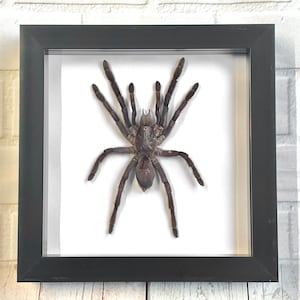 The Java Earth Tiger Tarantula (Selenocosmia javanensis) Spider Deep Shadow Box Frame Display Insect Bug