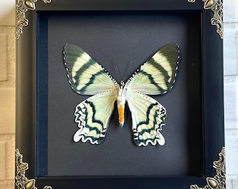 Indonesian Day Flying Moth (Alcides orontes) Butterfly in Baroque Style Deep Shadow Box Frame Display