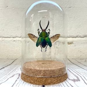 Saw Tooth Stag Beetle (Lamprima adolphinae) Glass Bell Cloche Dome Display Jar Insect Dragonfly