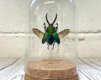 Saw Tooth Stag Beetle (Lamprima adolphinae) Glass Bell Cloche Dome Display Jar Insect Dragonfly
