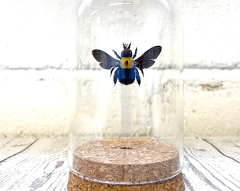 The Yellow Spot Carpenter Bee (Xylocopa confusa) F Glass Bell Cloche Dome Display Jar Insect