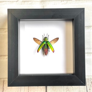Fulminan&#39;s Jewel Beetle (Chrysochroa fulminans) Deep Shadow Box Frame Display Insect Bug