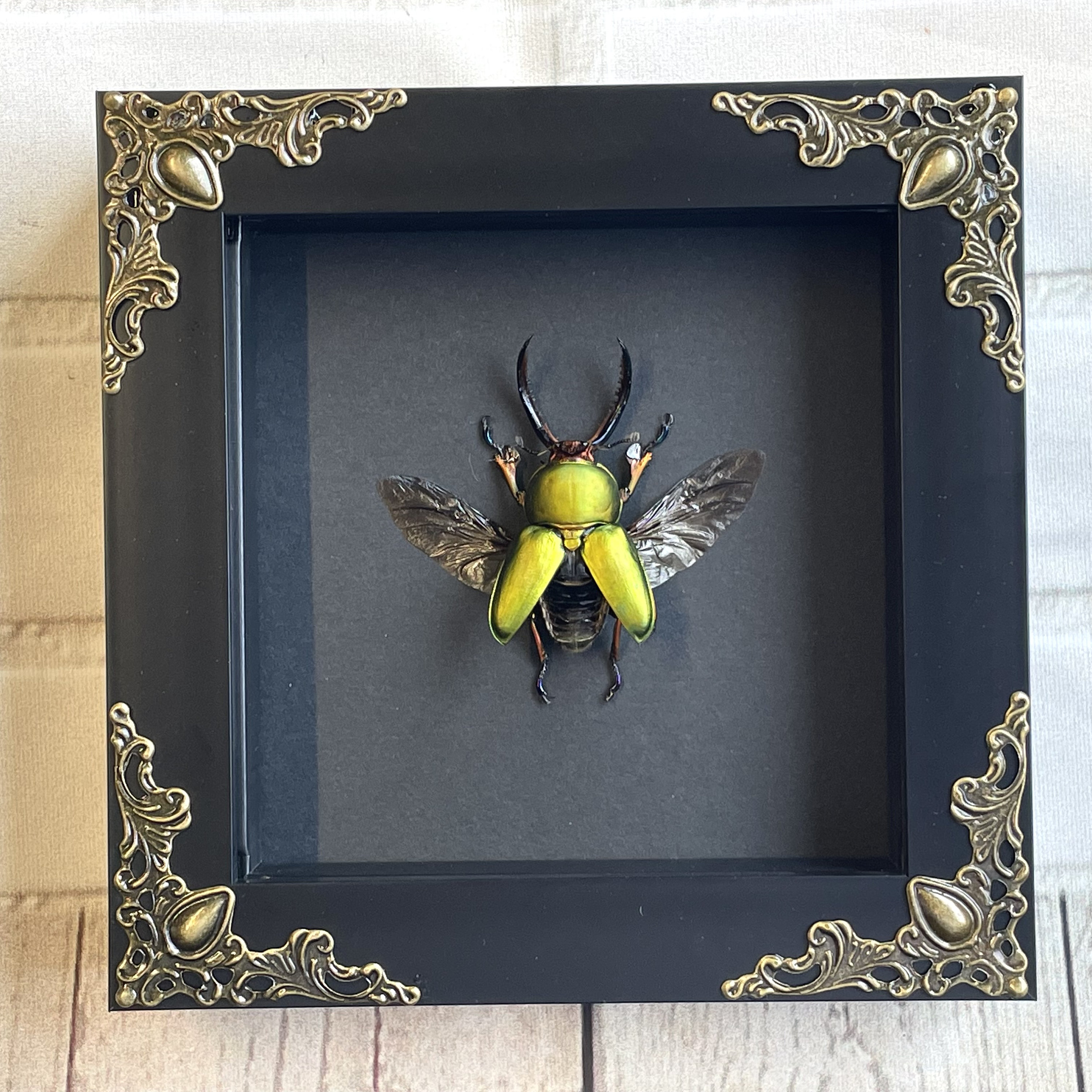 Saw Tooth Stag Beetle (Lamprima adolphinae) in Baroque Style Deep Shadow Box Frame Display Insect Bug