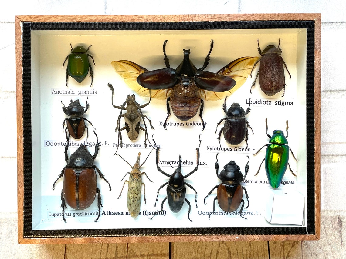 Insect Display Box Frame Display Case Bug Insect 8 Etsy