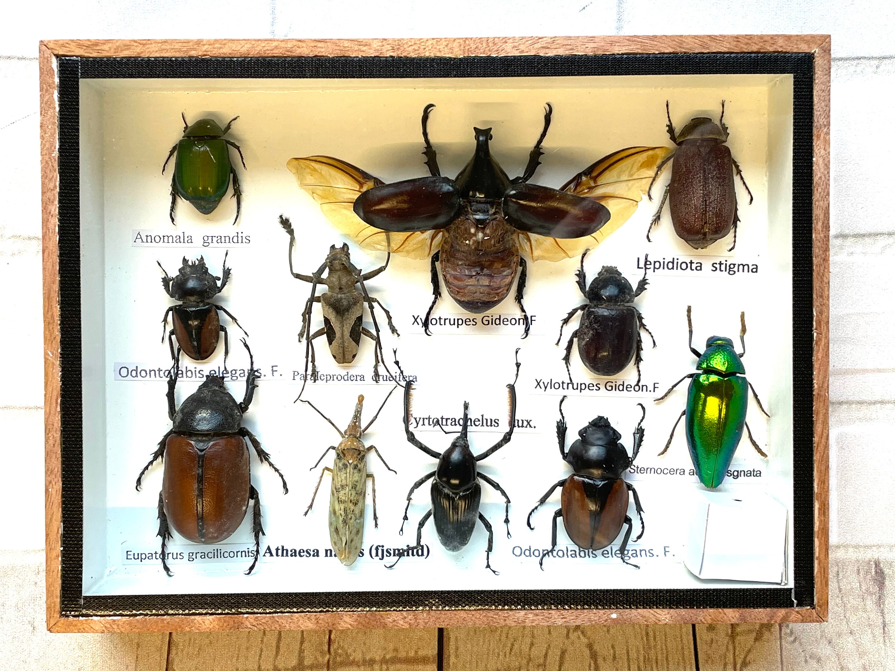 Insect Display Box Frame Display Case Bug Insect 8 Etsy