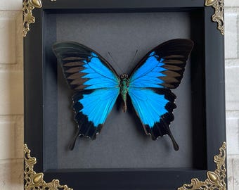 Blue Mountain Swallowtail Butterfly (Papilio ulysses) in Deep Baroque Style Shadow Box Frame Display Insect