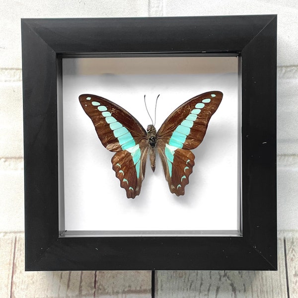 The Common Bluebottle Butterfly (Graphium sarpedon) Deep Shadow Box Frame Display Insekt Bug