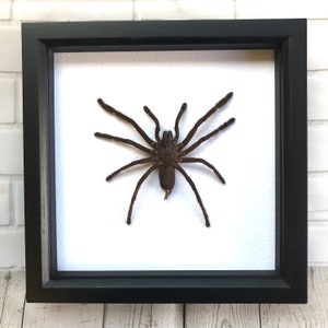 Gigantische tarantula-vogeletende spin (Haplopelma minax) Diepe schaduw Box Frame Display Insect Bug