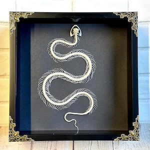 Weißlippige Grubenotter (Trimeresurus albolabris) Schlangenskelett im Barockstil Tiefschattenkasten Rahmendisplay S