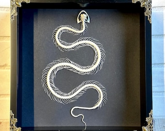 White Lipped Pit Viper (Trimeresurus albolabris) Snake Skeleton in Baroque Style Deep Shadow Box Frame Display S