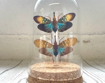 Lanternfly Pair Pyrops Cicada Glass Bell Cloche Dome Display Jar Insect