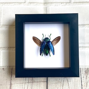 Blue Jewel Beetle (Polybothris sumptuosa) Deep Shadow Box Frame Display Insect Bug