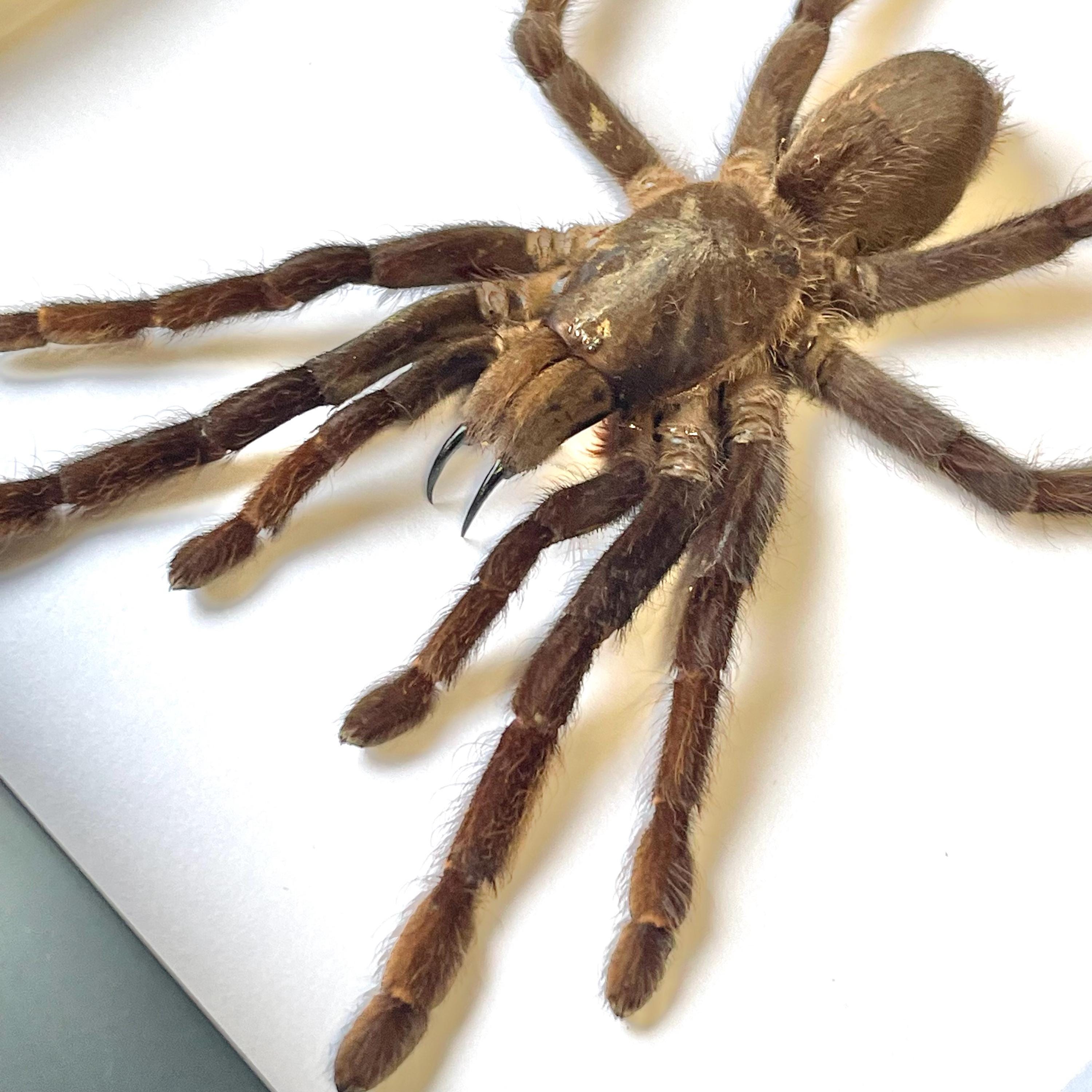 Java Brown Tarantula The Java Earth Tiger Tarantula (selenocosmia Javanensis) Spider Deep ...