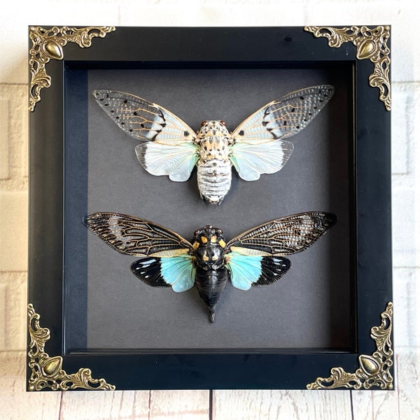 Cicada Pair White Ghost + Turquoise Wing in Baroque Style Deep Shadow Box Frame Display
