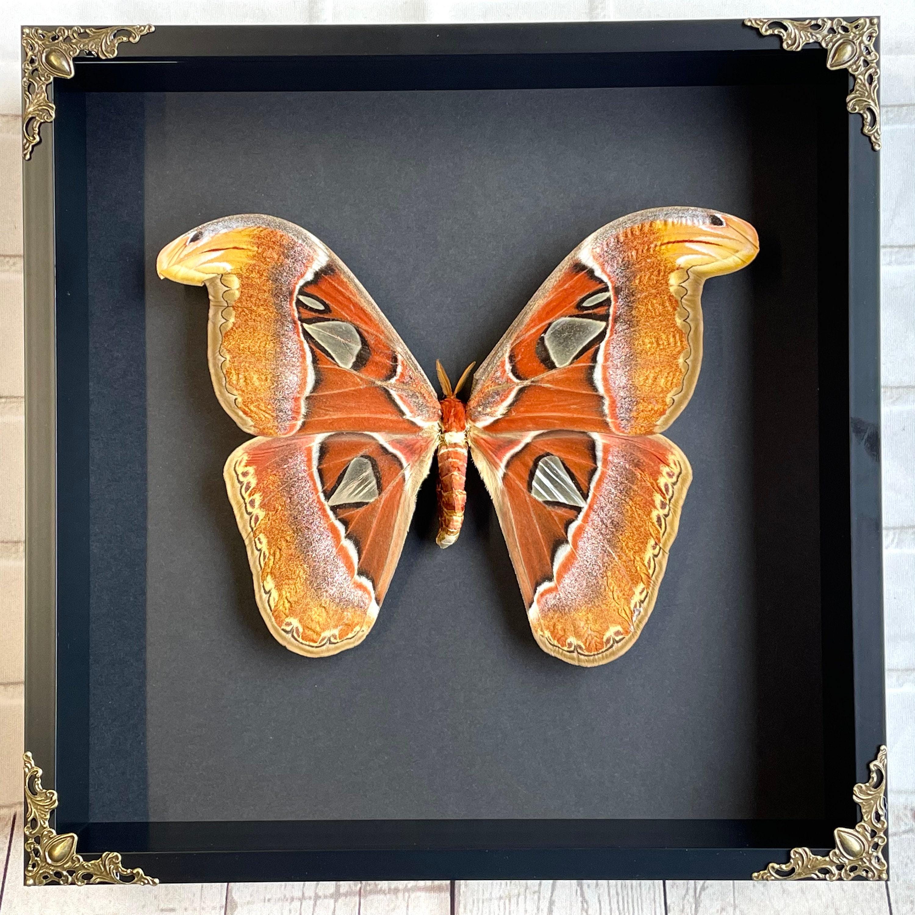 Atlas moth specimen - Etsy 日本