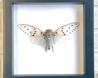 White Ghost Cicada (Ayuthia spectabilis) Shadow Box Frame Display Beetle Bug Insect