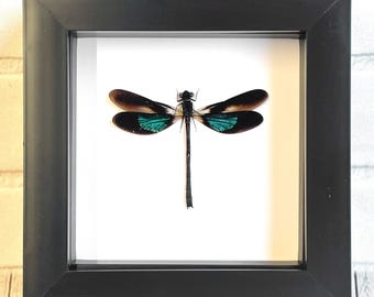 Metallic Gossamer Wing Damselfly (Euphaea variegata) Deep Shadow Box Frame Display Insect Dragonfly